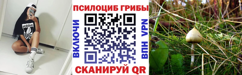 Купить  Иланский  Псилоцибиновые грибы Magic Shrooms 